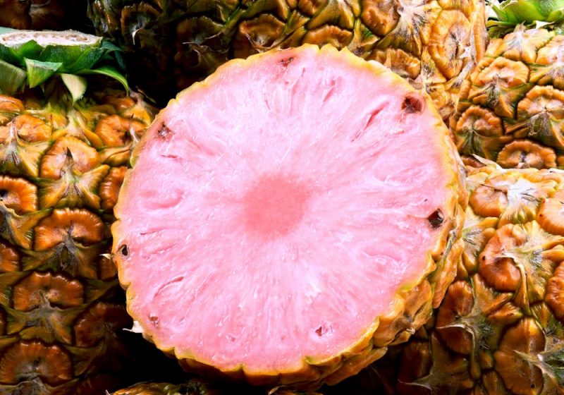  ซื้อ-ขาย สับปะรดสีชมพู  ผิดกฎหมาย ประเทศไทยปลอดพืช GMO